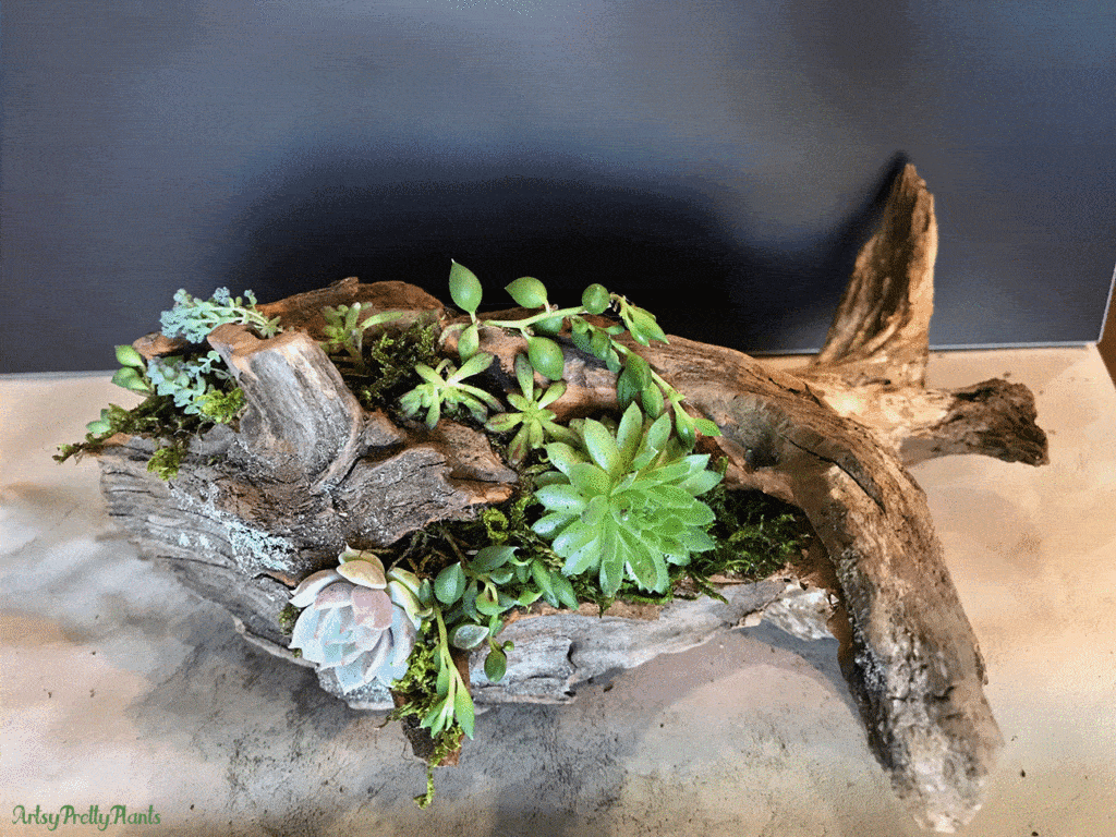 DIY driftwood planter with succulents planted in it
