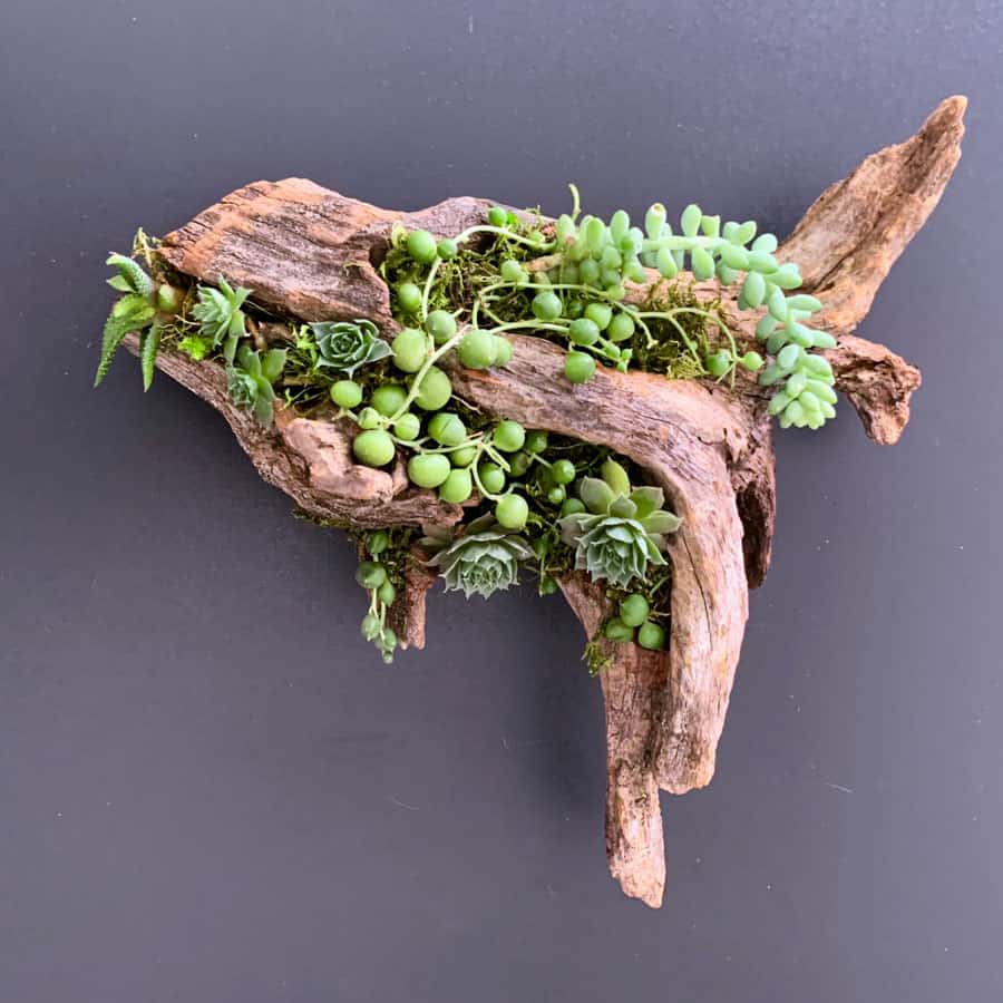 cedar driftwood planter with succulents