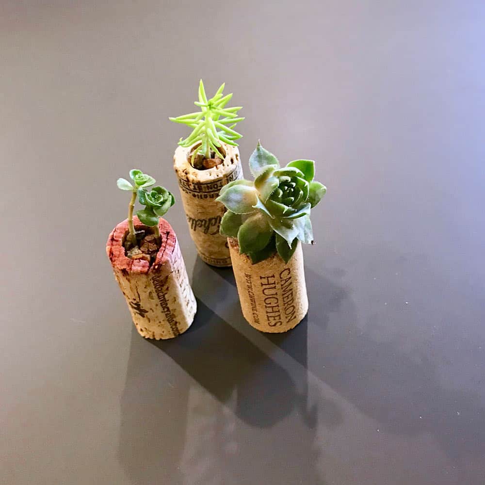 succulents inside wine corks