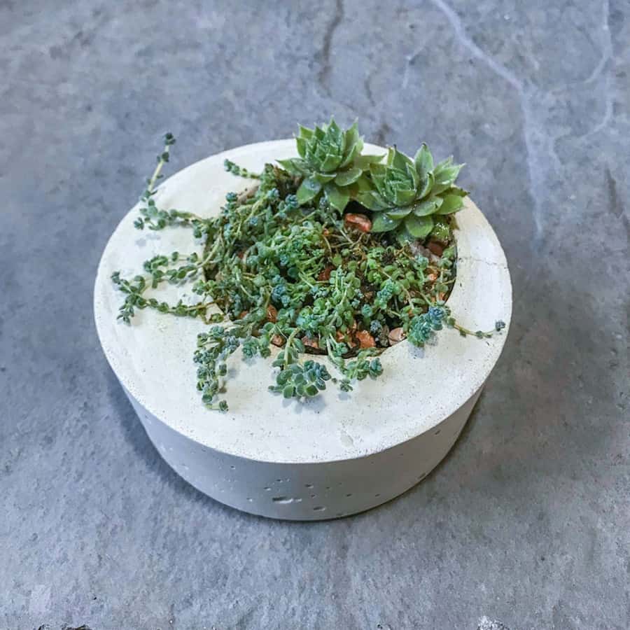 Modern concrete succulent planter