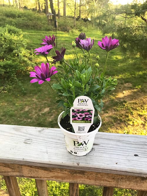 potted Soprano Purple plant for planter