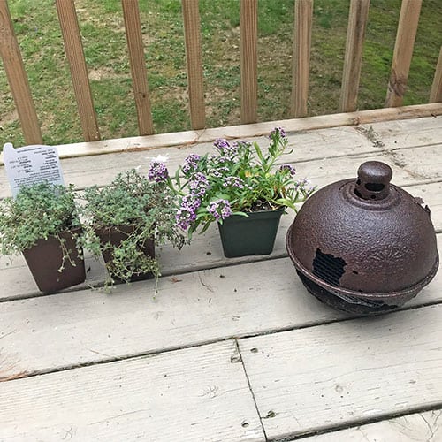 plants lined up for DIY planter