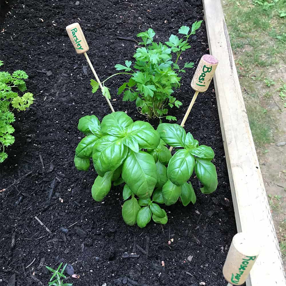 DIY Wine Cork Garden Labels (That Won’t Fade)