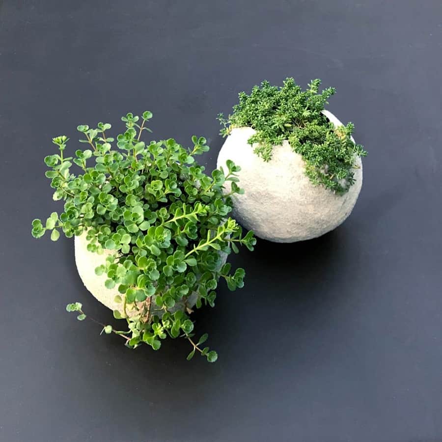 plants inside a round planter