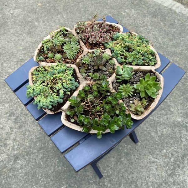 cement planter with succulents