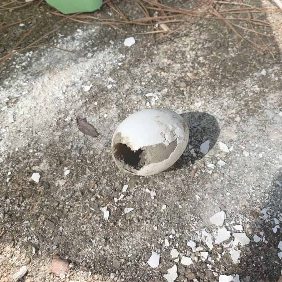egg on concrete patio with crumbles of shell all around