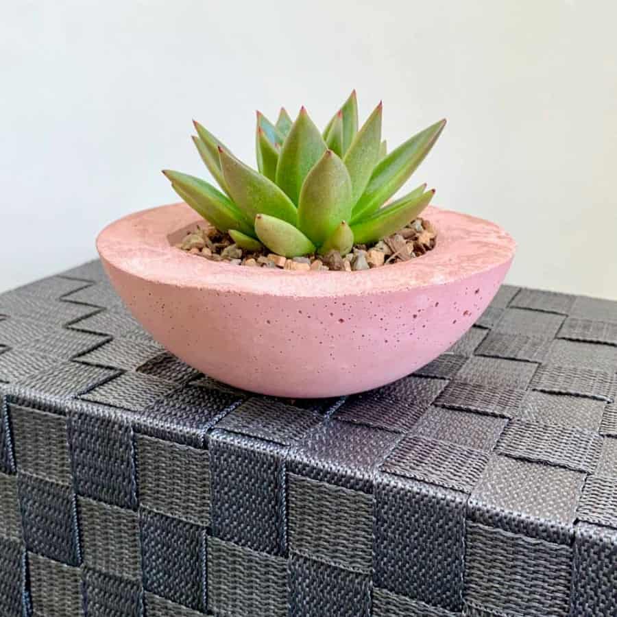 planter with pink pigment for succulents