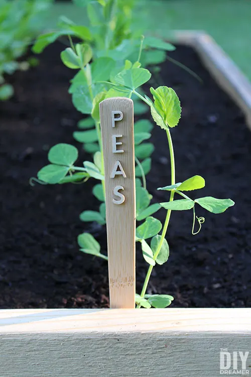 Wooden spoon plant markers