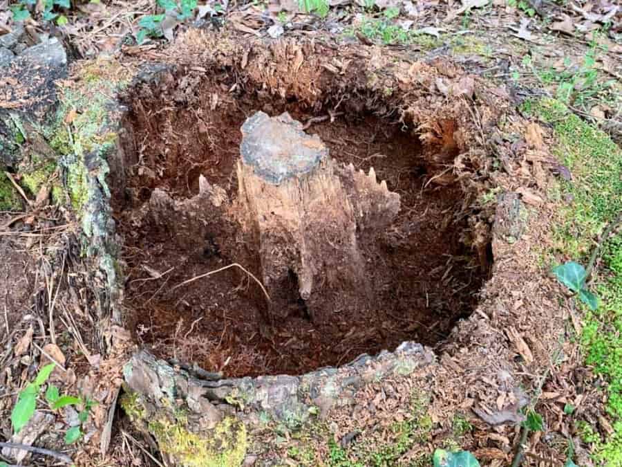 Hollowed out tree stump