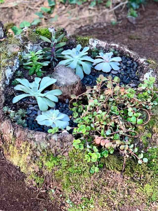 DIY Mini Succulent Garden Story