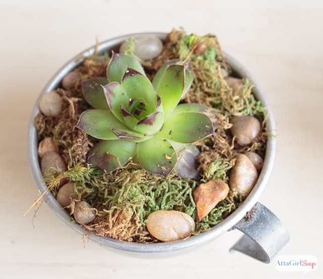 succulent in a tin can
