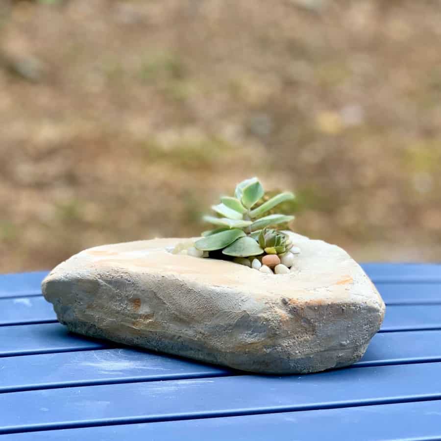 a rock made from cement with succulent inside