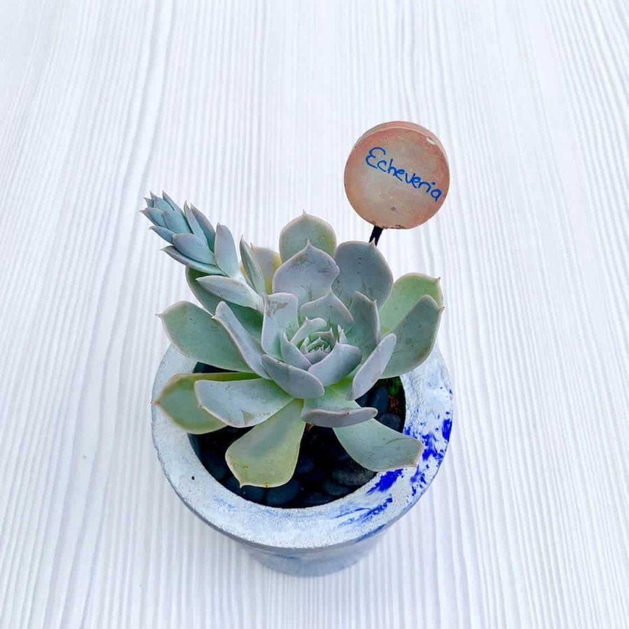 A Tutorial for DIY cement plant stake labels