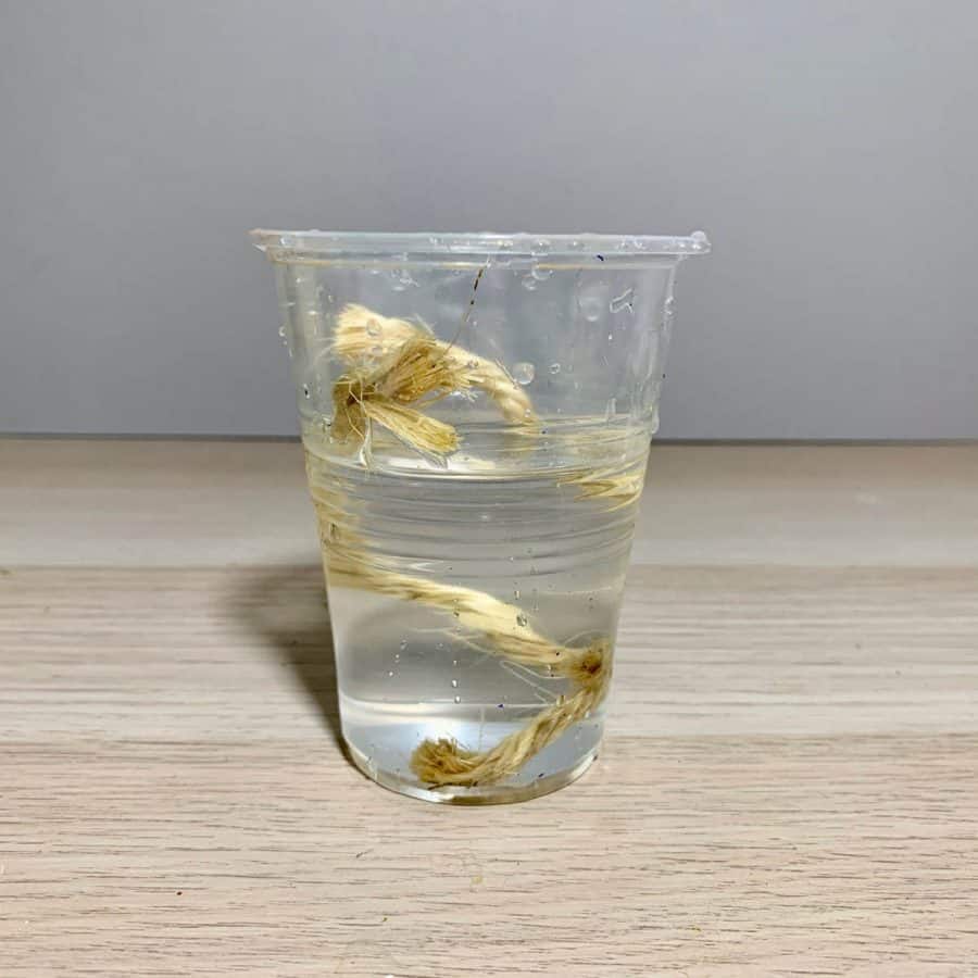 soak sisal in water in a cup