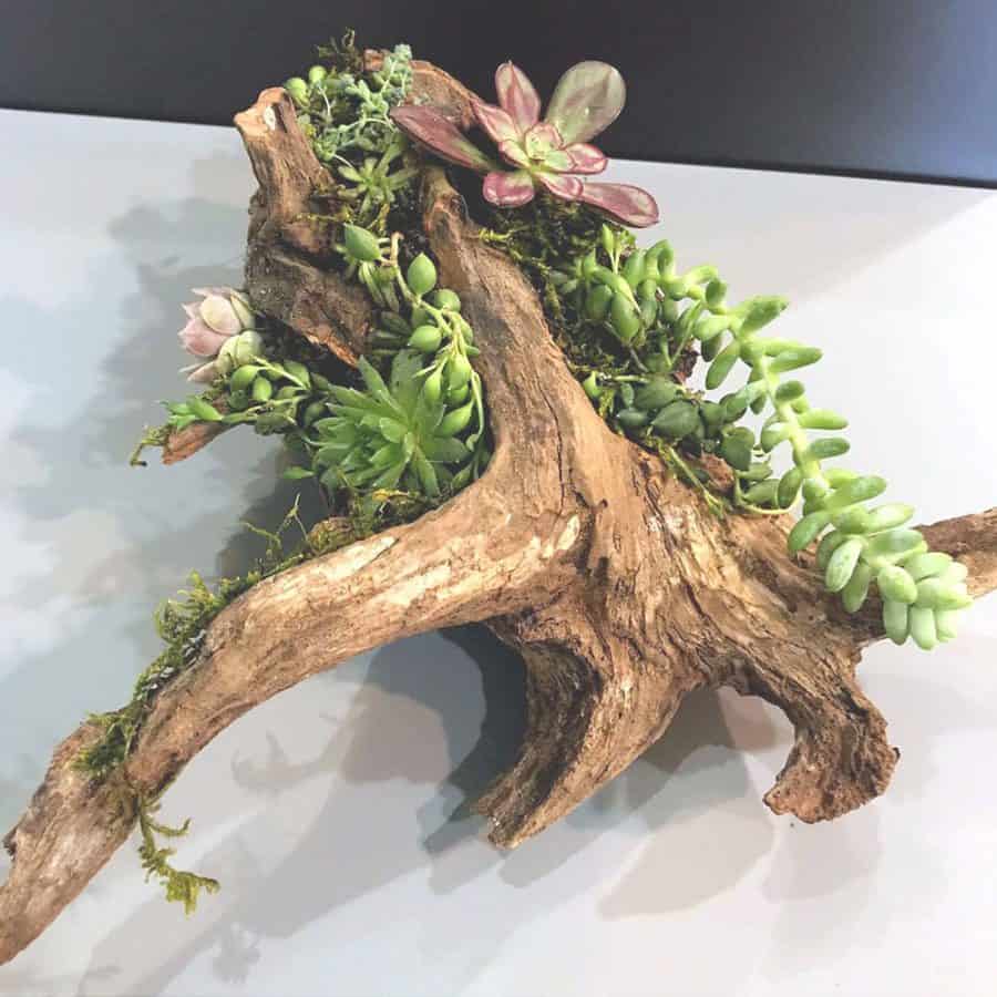 piece of driftwood with succulents growing on it