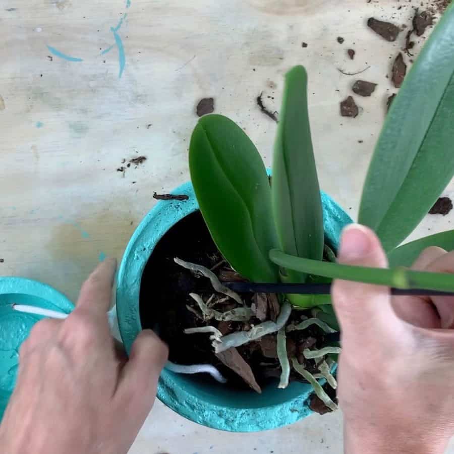pot the orchid into the self watering planter diy