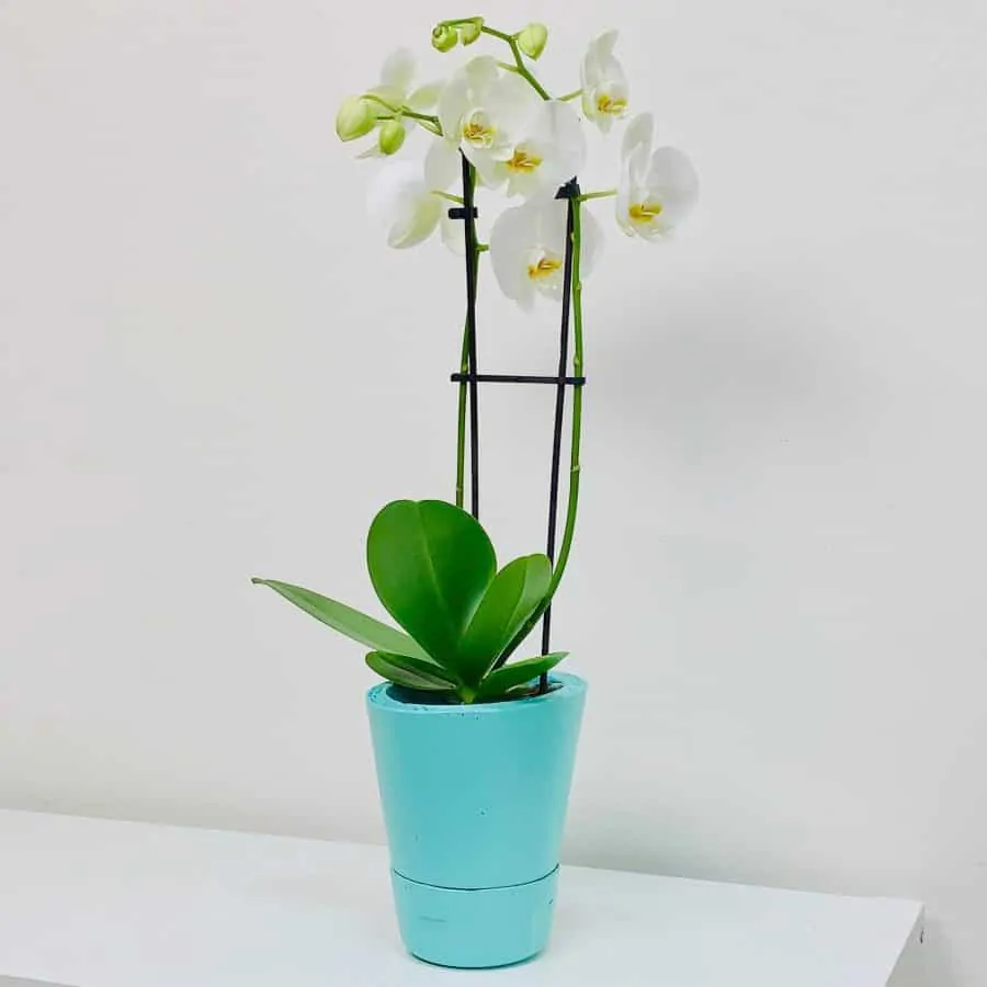 orchid in concrete DIY self watering planter that is painted turquoise with latex paint