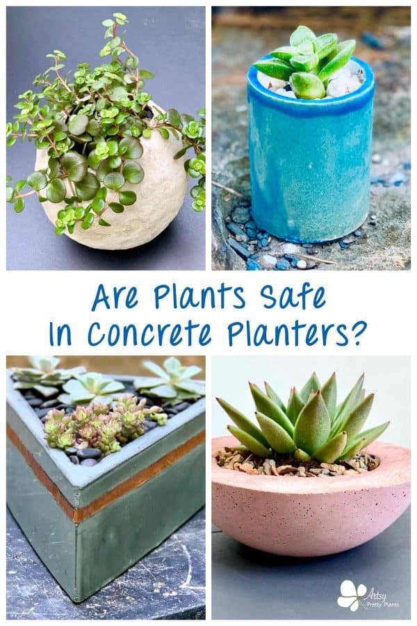 Are Concrete Planters Safe For Plants? Artsy Pretty Plants
