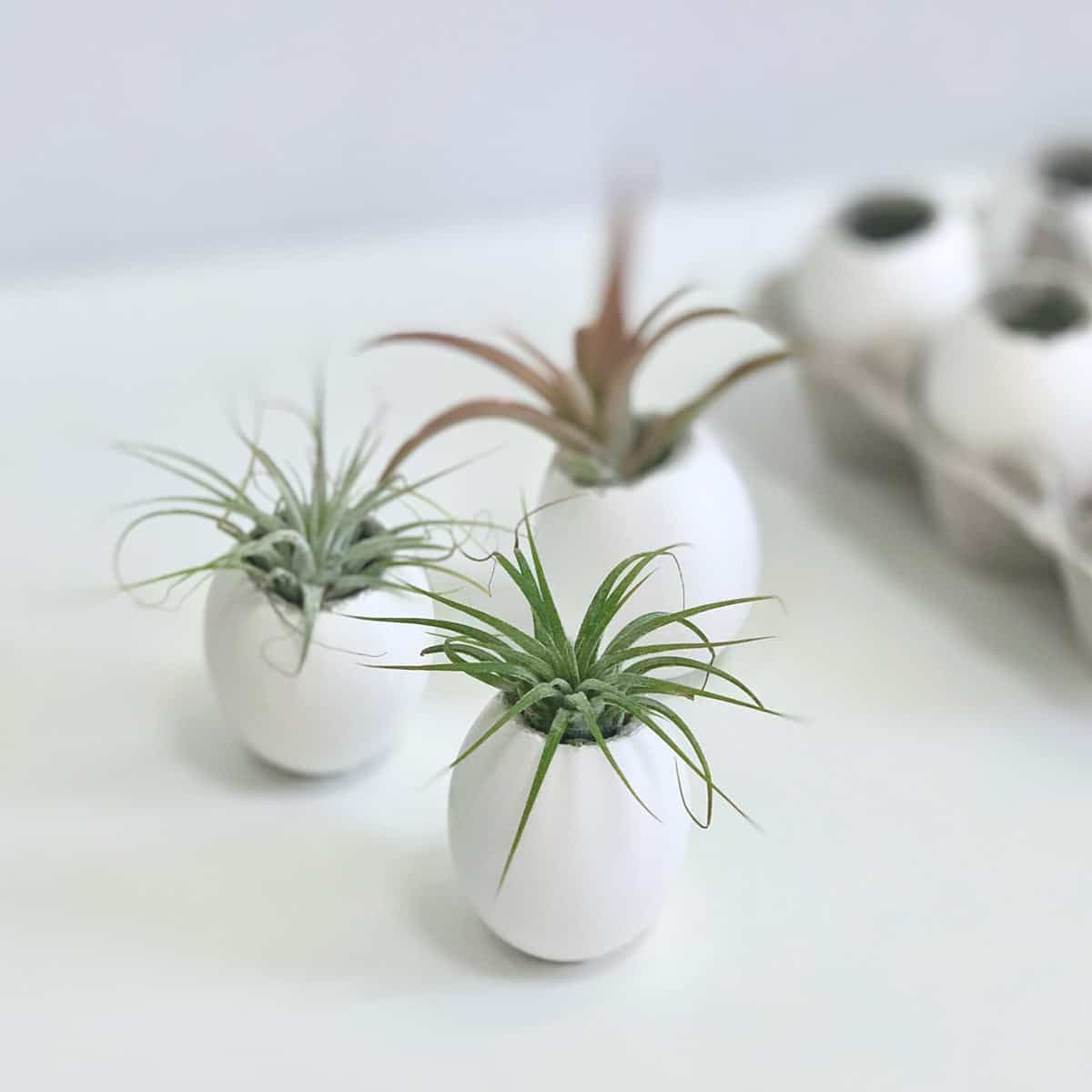 air plants in eggshell planters with carton