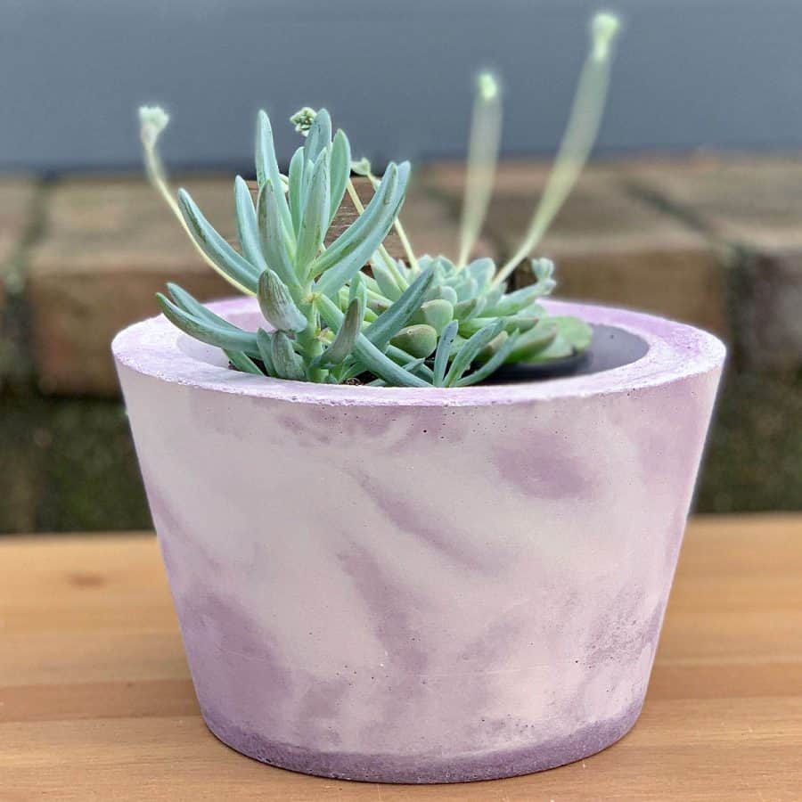 purple dyed cement planter on wood board with plants inside
