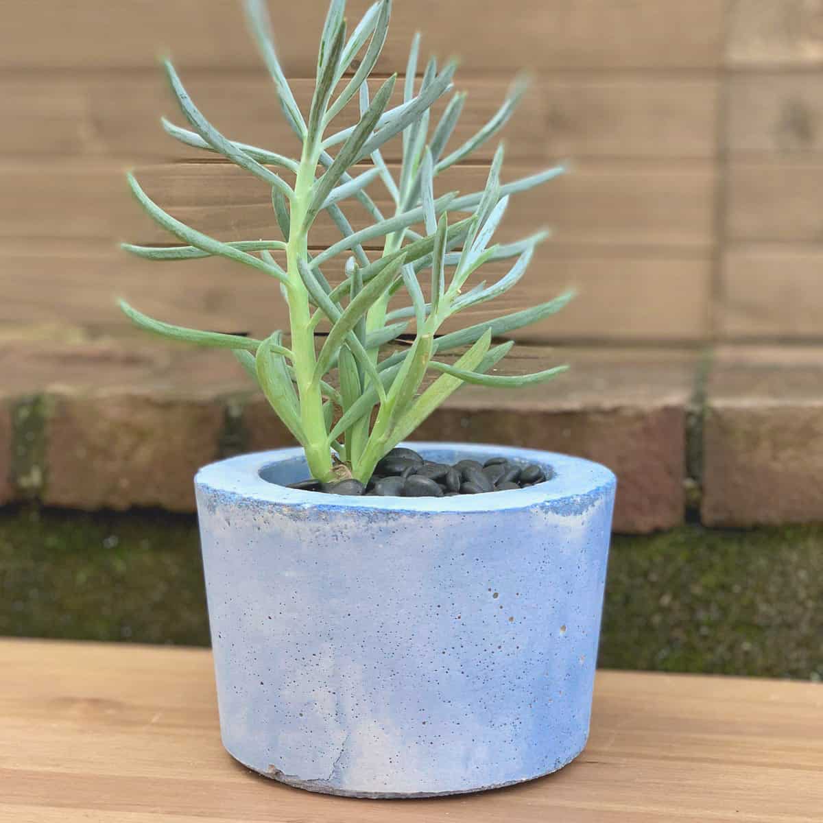 Make a Colorful DIY Concrete Planter with a Stain