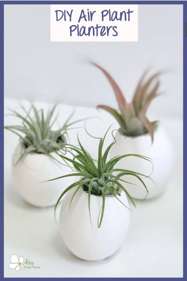 air plants in eggshells