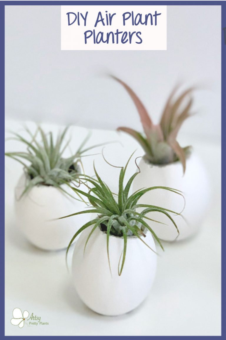 How to Make Concrete Eggshell Planters For Air Plants Artsy Pretty Plants