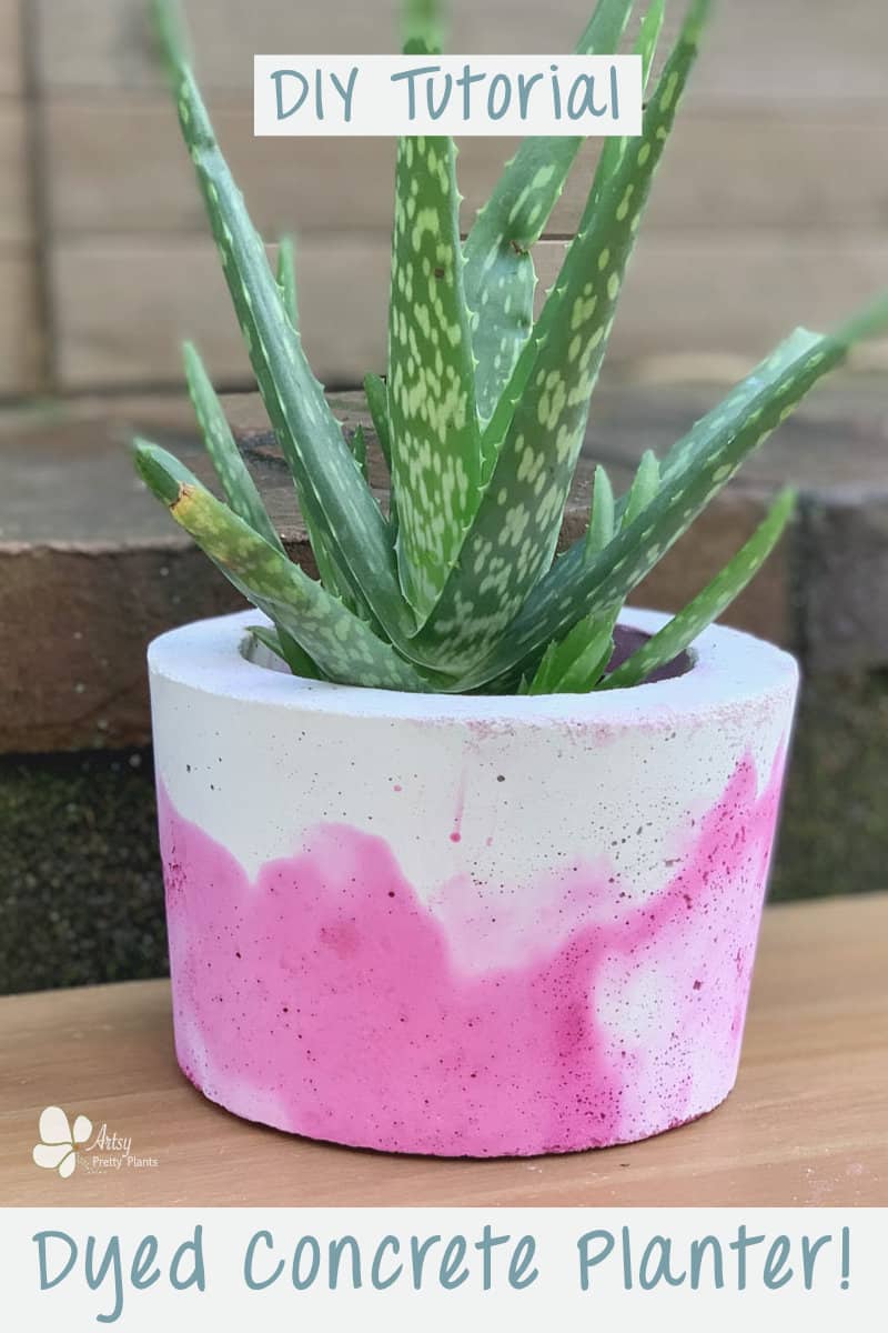 Bright Dyed Concrete Planter in fuschia with plant inside