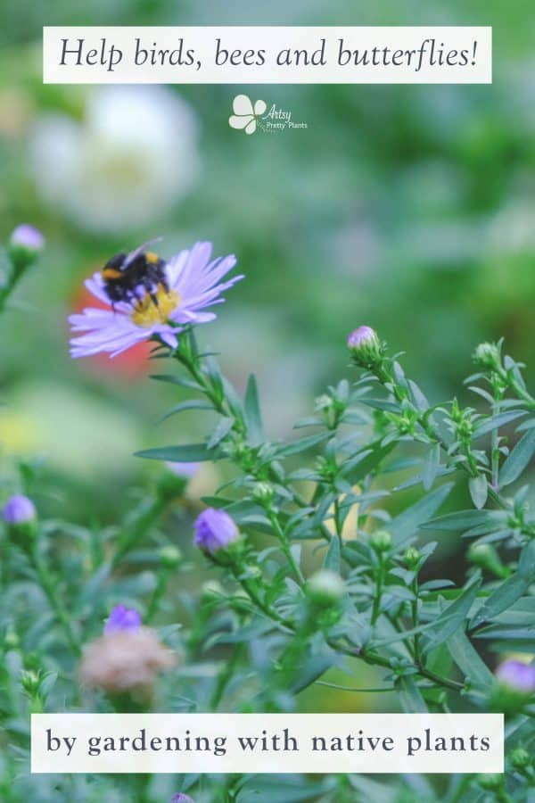 Native Gardening- bumble bee on purple coneflower