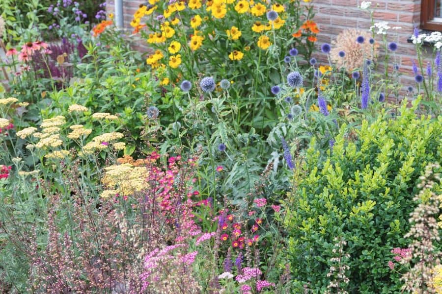 Native Gardening- garden with assorted native plants like thistle, coneflower, black-eyed-susans