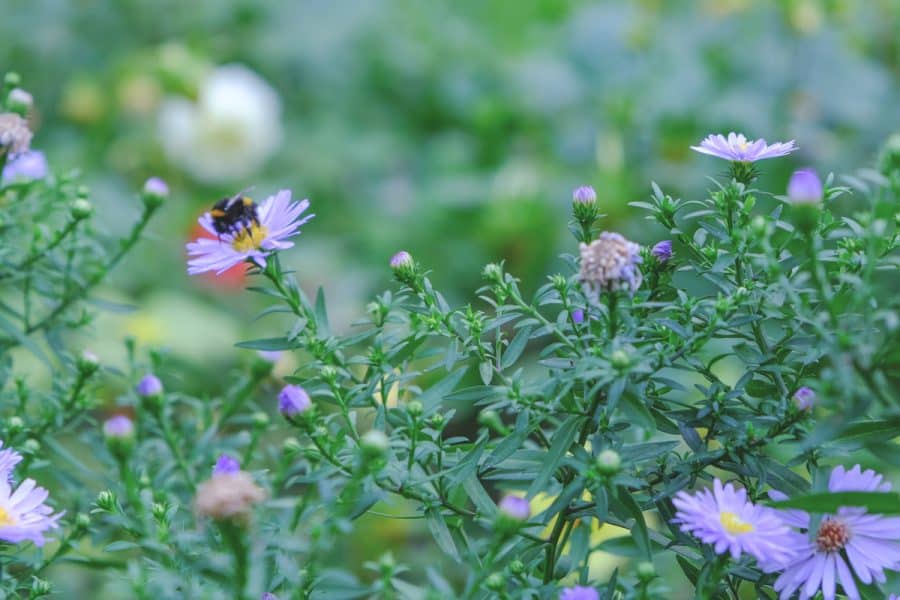 Native Gardening- blue aster in garden with bumble bee getting nectar from center of flower.