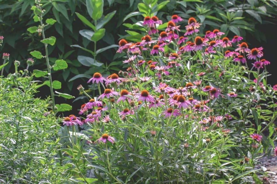 Native Gardening- garden filled with mostly pink coneflowers with varying heights.
