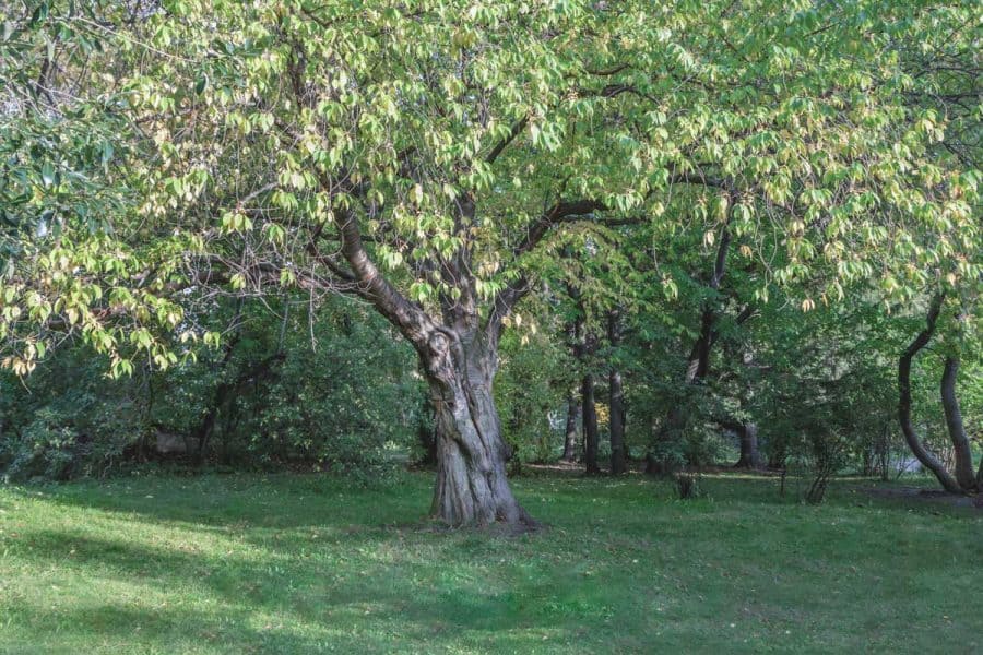 Native Gardening- medium-sized tree in yard, giving plenty of shade.