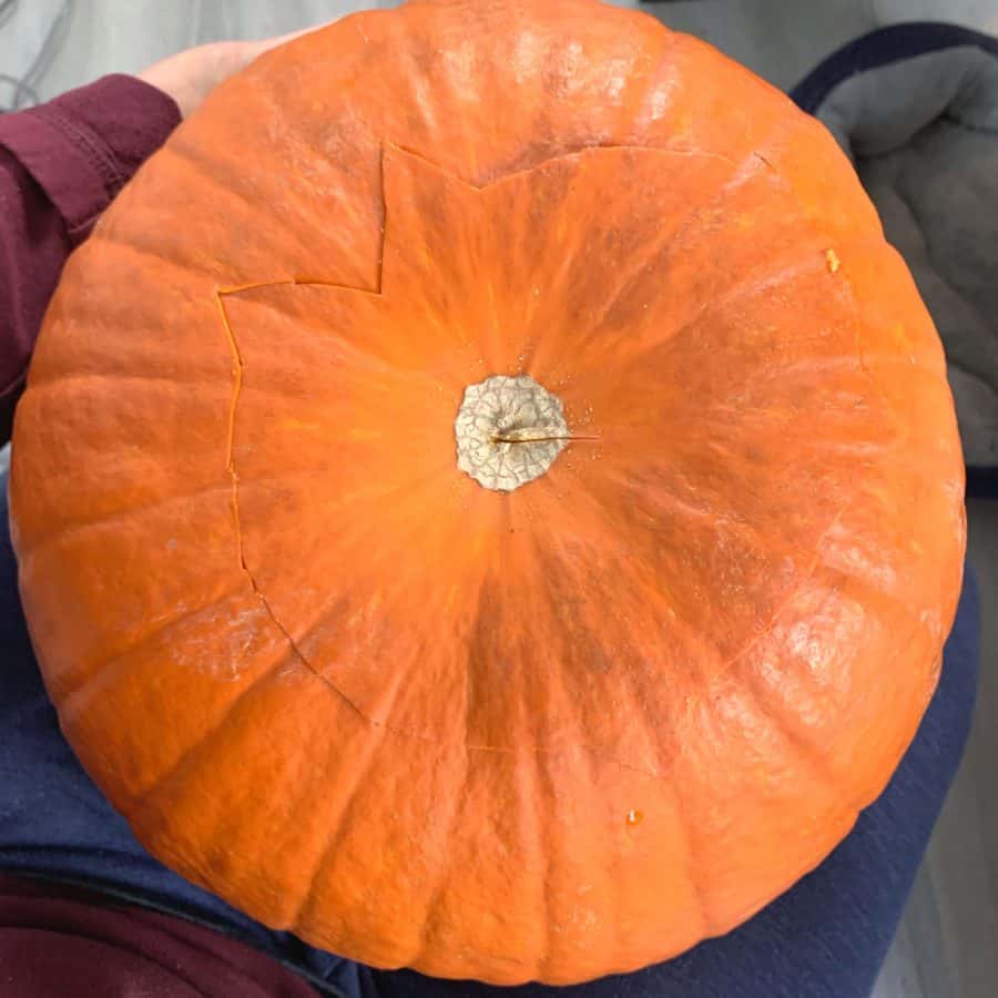 bottom of jack o lantern with cut marks from where it was opened for pulp to be removed