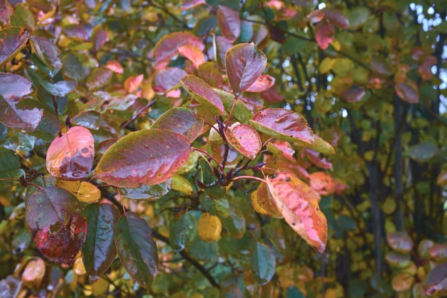 purple, magenta and red leaves next to green waxy leaves on branch in autumn