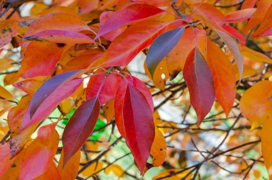 black tupelo/gum tree with magenta-red and red leaves