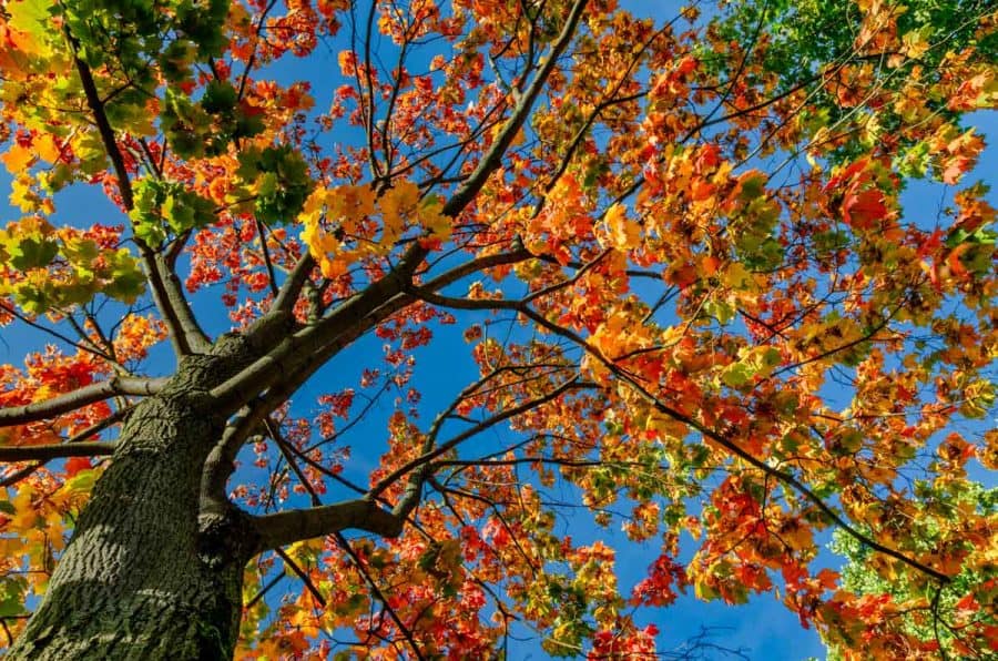 sugar maple tree in fall with red leaves