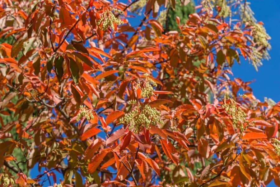 sourwood tree with orange vibrant fall leaves