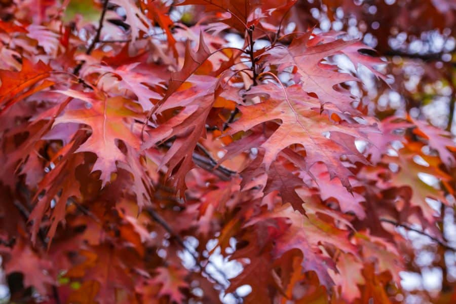 oak leaves on tree colored red with orange centers