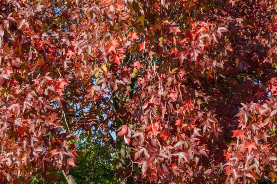 crimson red colored leaves on tree