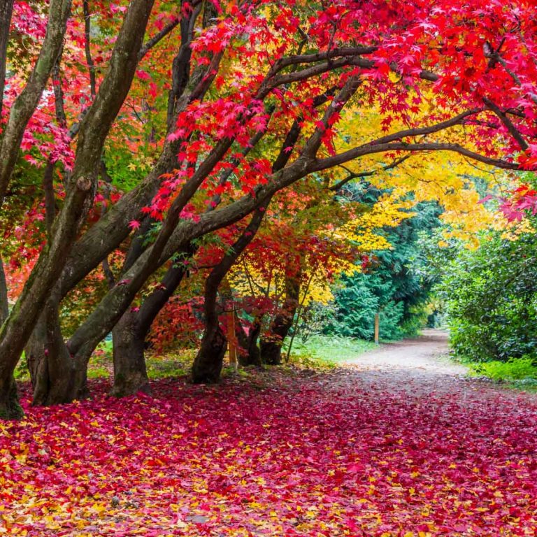 vibrant red and yellow arching trees over a long driveway, lots of colorful fall leaves on the ground