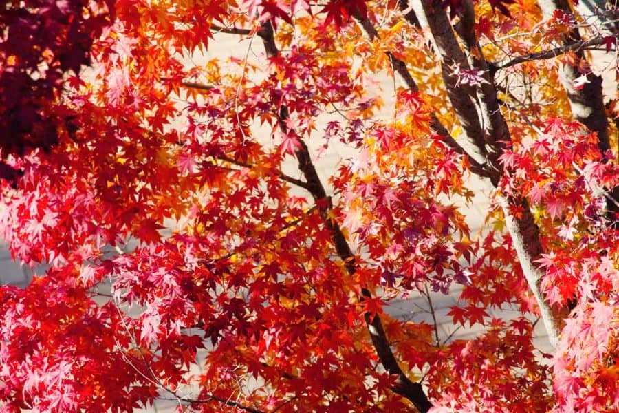 Japanese maple tree with red and orange leaves, sun shining through