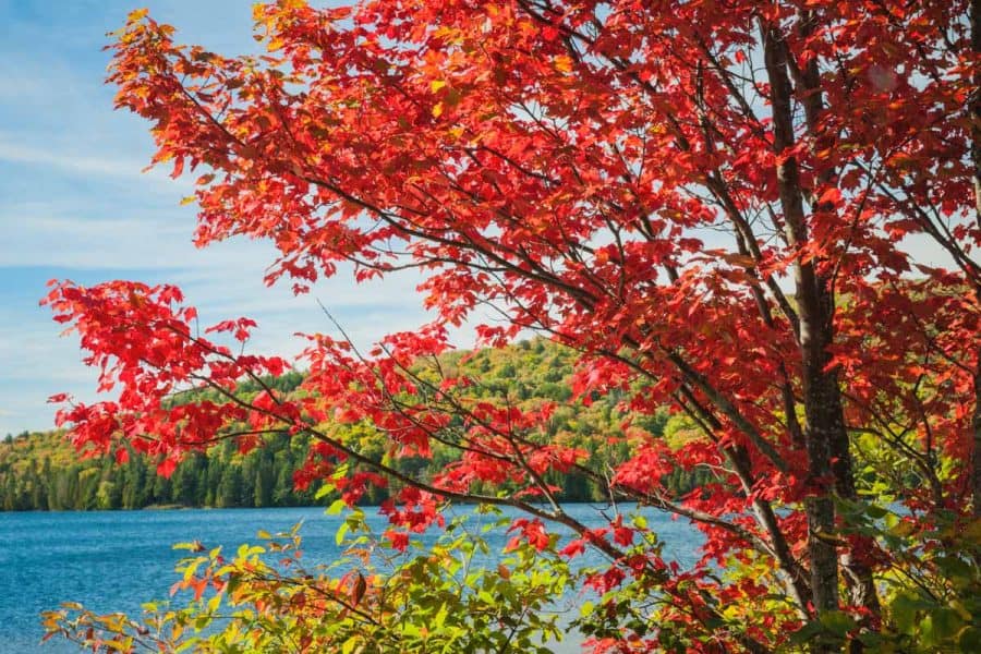 red maple tree in fall with red leaves. overlooking lake.
