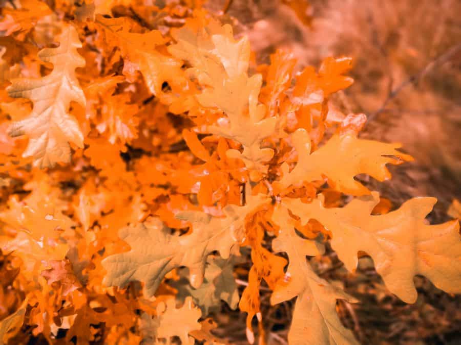white oak leaves that are yellow /orange