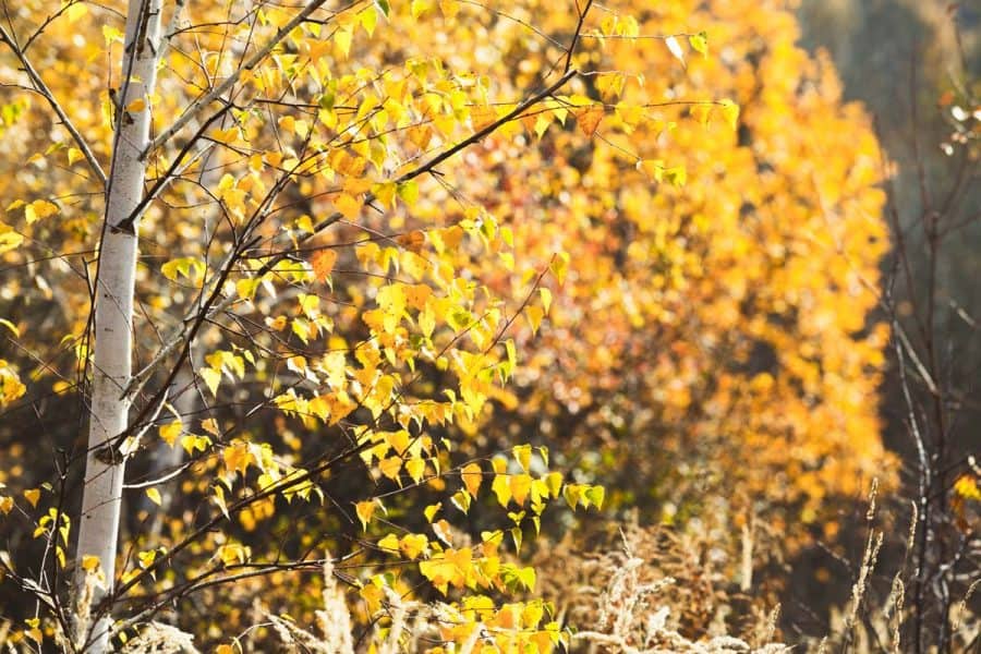 birch tree with white bark and yellow trees vibrantly showing against it