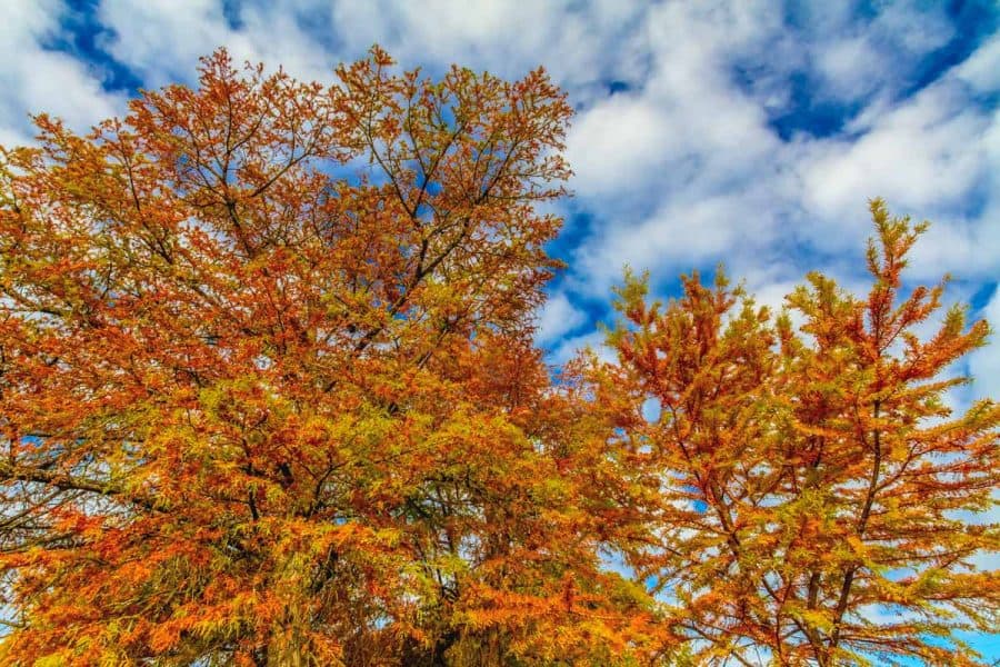 bald cypress fall tree shows multicored leaves all around in green, orange, red, and yellow