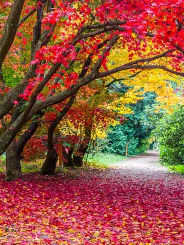 Fall Trees With The Best Color For Your Yard Story
