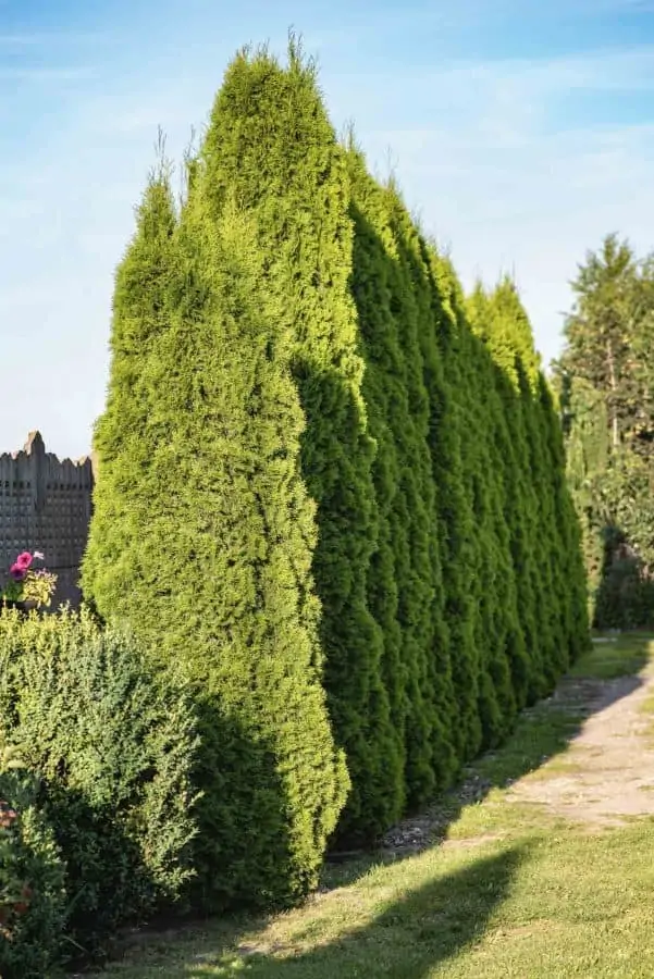 Thuja occidentalis arborvitae growing in rows as privacy fence hedge. thuja can be grow small these are smaller for smaller yards
