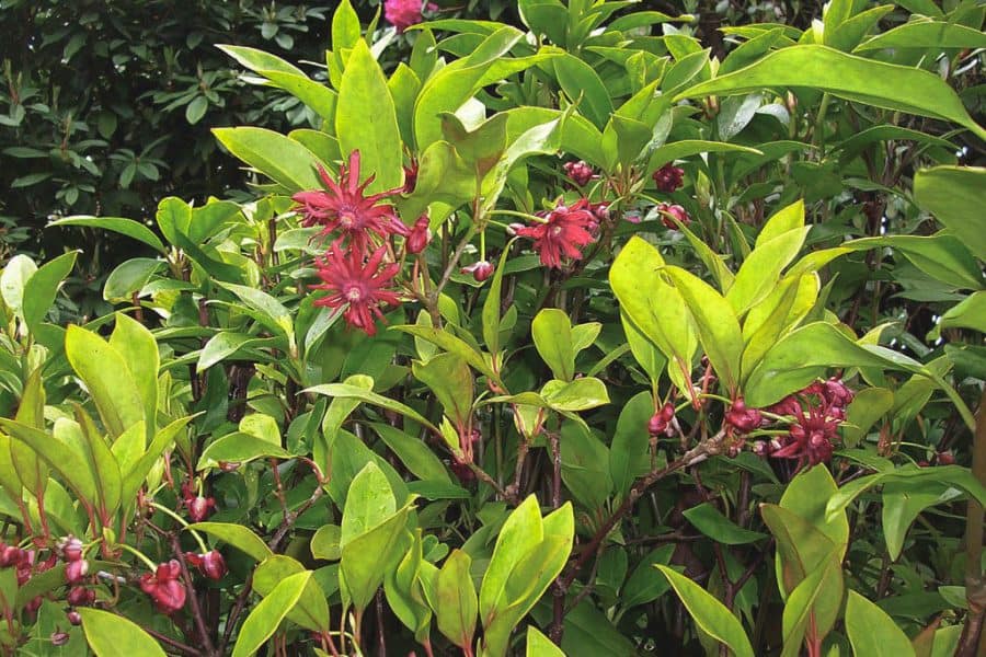 florida anise shrub is dense and evergreen foliage with red flowers
