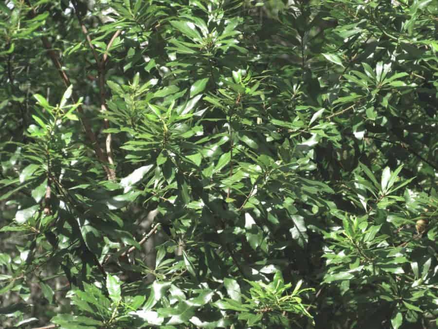 wax myrtle tree dense foliage for privacy in small backyard